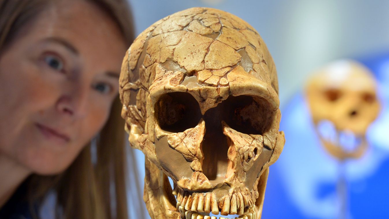 Egy neandervölgyi koponyájának másolata 