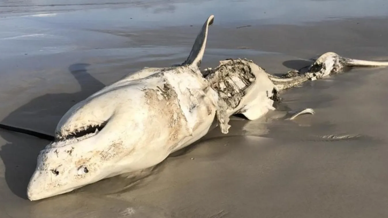 Egy orka által meggyilkolt cápa teteme 