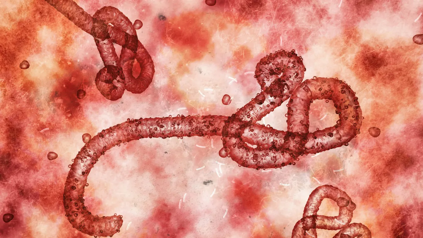 ebola vírus 