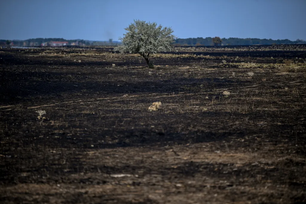Kétszáz hektáron égett a növényzet Tiszafüred-Kócsújfalu határában 
