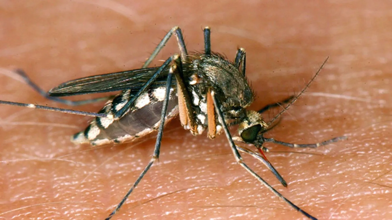 Csípős kérdések - rovar, rovarcsípés, szúnyog, darázs, kullancs, stég