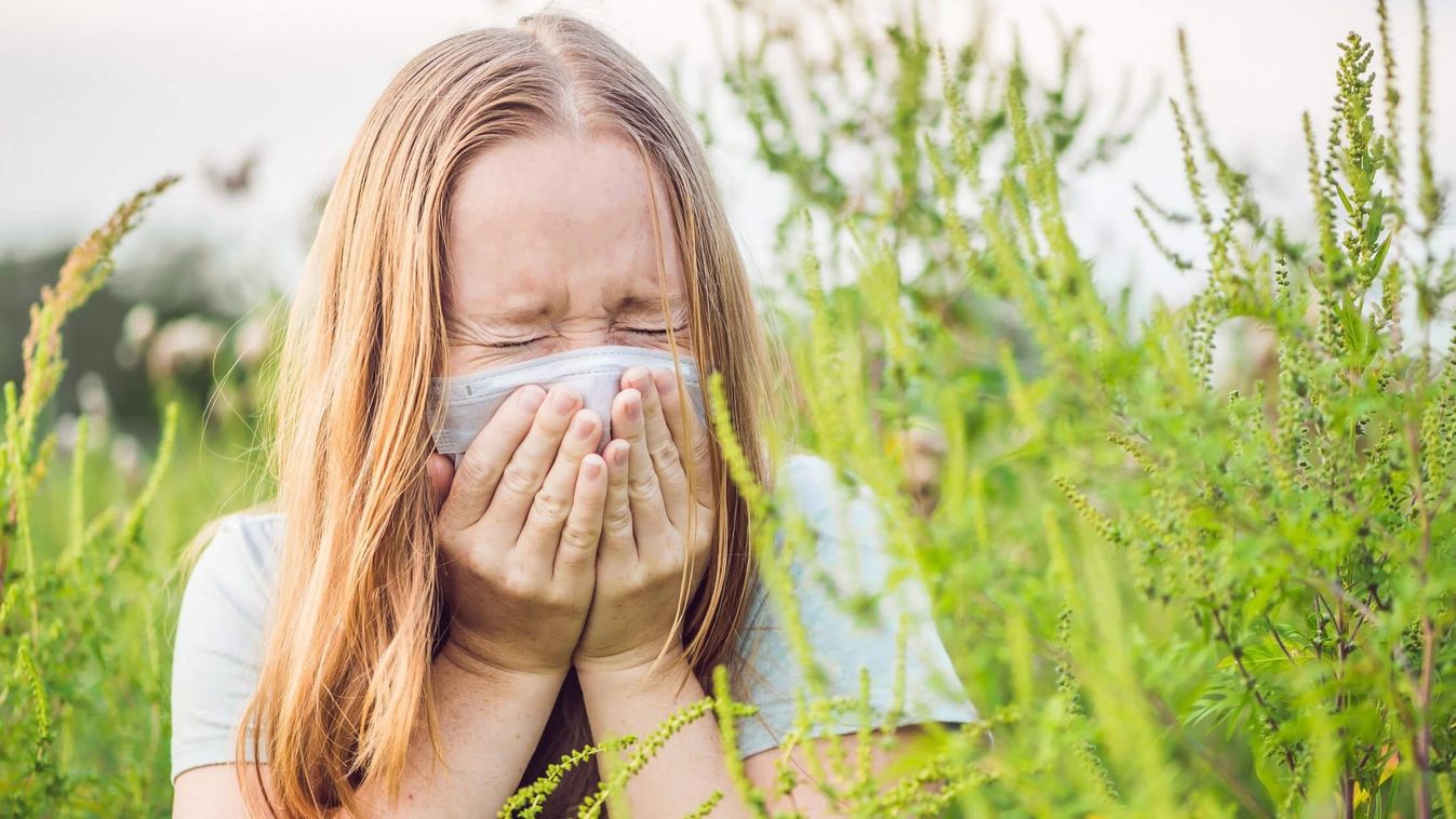 parlagfű pollen allergia tüsszent 