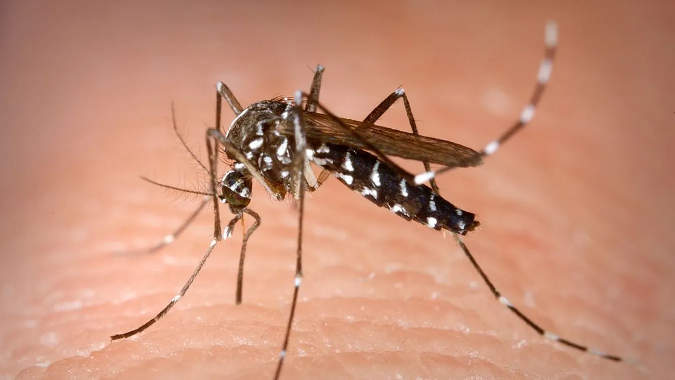 Aedes-szúnyog 