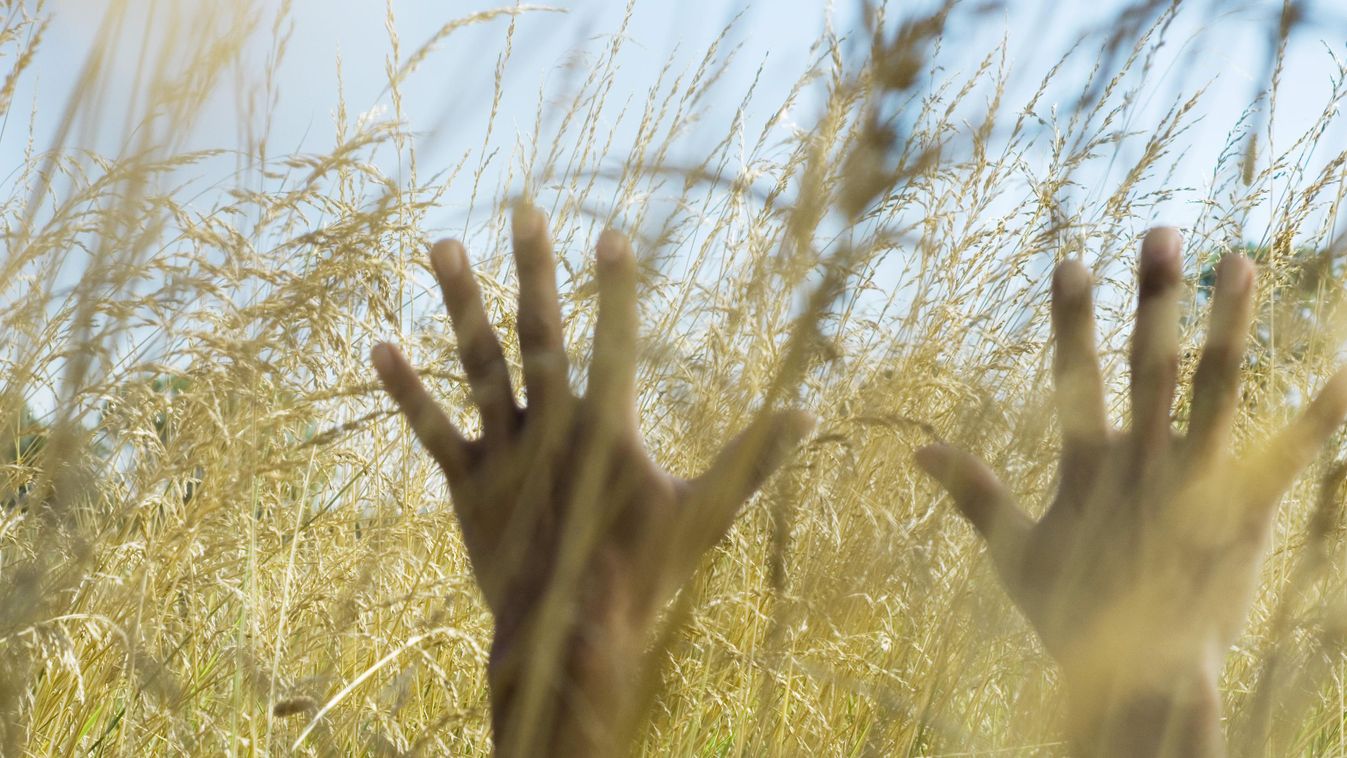 body language nature strange tall grass arm HAND hand raised arms raised reaching uncultivated cropped hand up arm up arms up part of partial view unrecognizable person MAN one person mid-adult man mid-adult help mystery growth problem FIELD countryside o