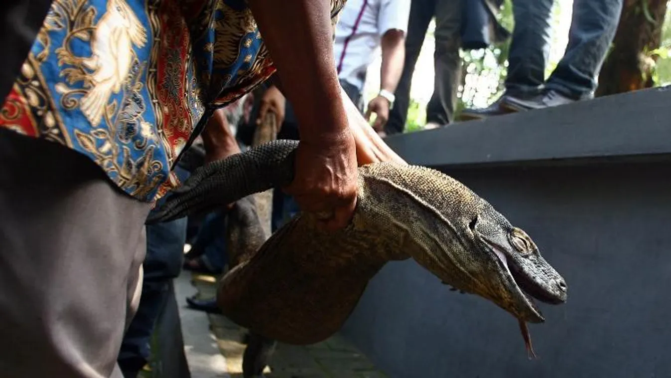 Döglött komodói sárkány az indonéziai Surabaya Állatkertben 