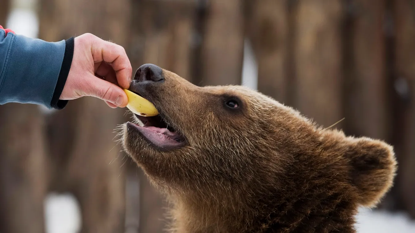 Egy gondozó almával etet egy medvebocst a veresegyházi 