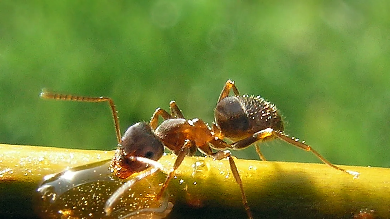 Lasius Niger (Black garden ant). Worker 