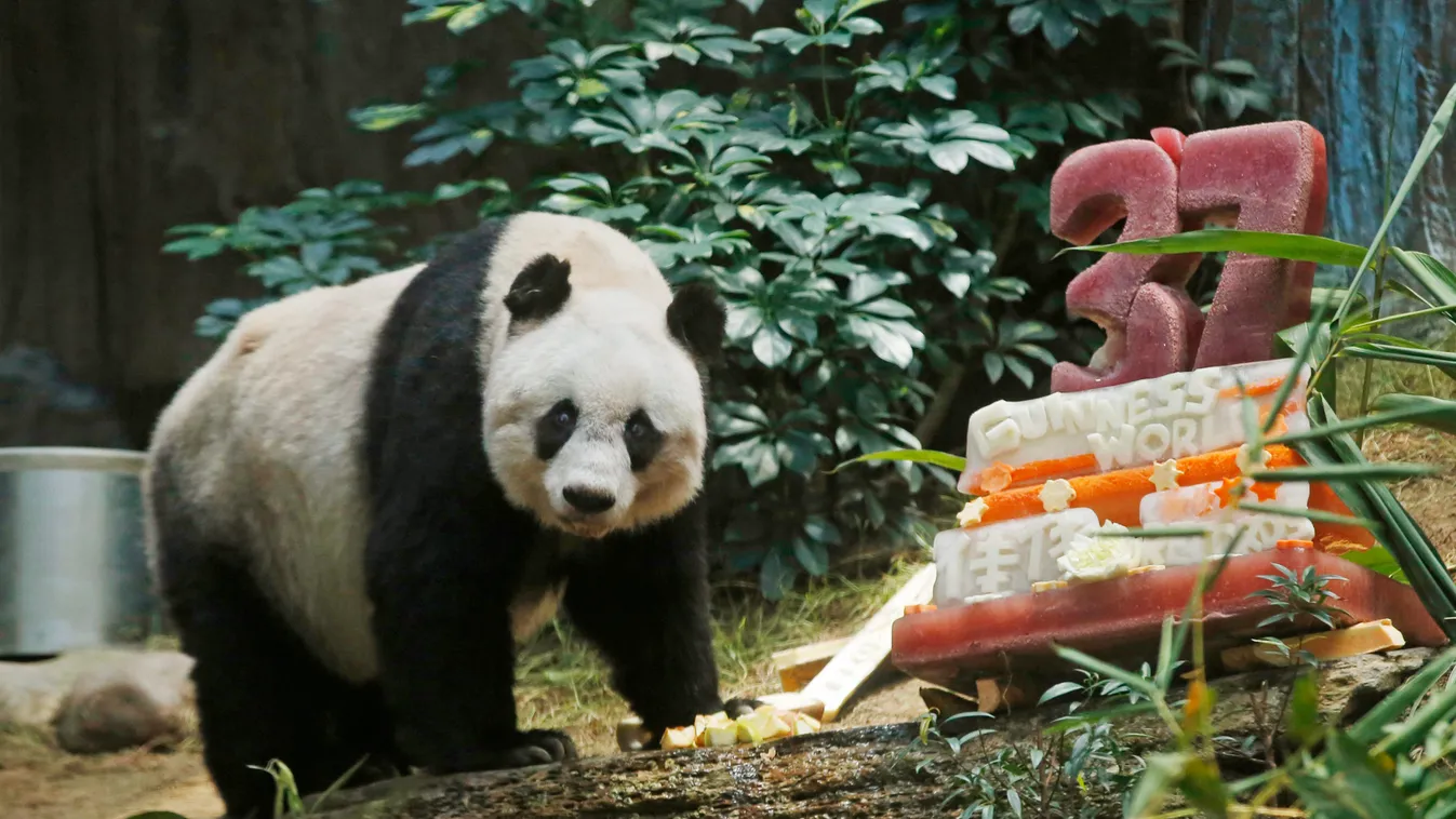 Hongkong, 2015. július 28.
A hongkongi Óceánpark Csia Csia nevű óriáspandája a fagyasztott zöldségekből készült tortája mellett 2015. július 28-án. A 37. születésnapját ünneplő Csia Csia a legidősebb fogságban élő pandaként bekerült a Guiness Világrekordo