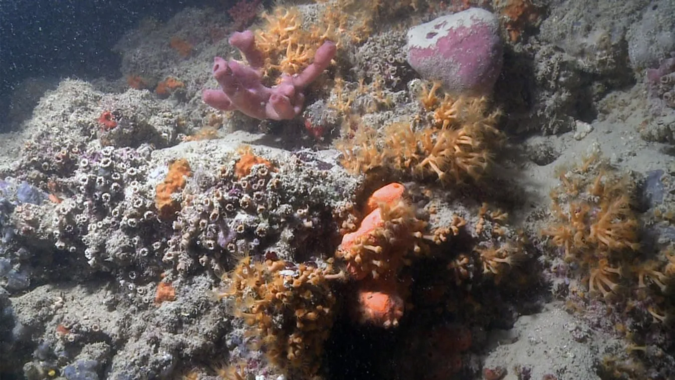korallzátony 