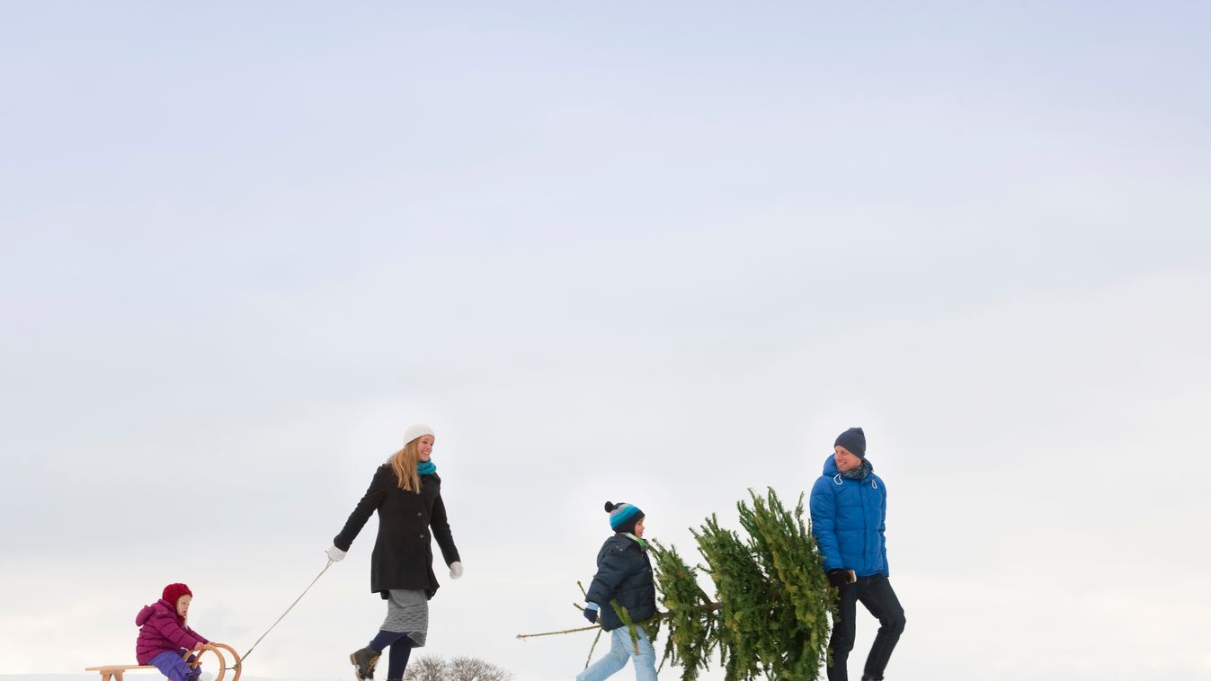 fenyőfa fenyő család karácsony szánkó hó karácsonyfa 