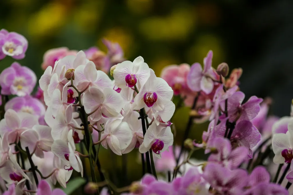 Lenyűgöző Orchidea Fesztivál, London, 2023 