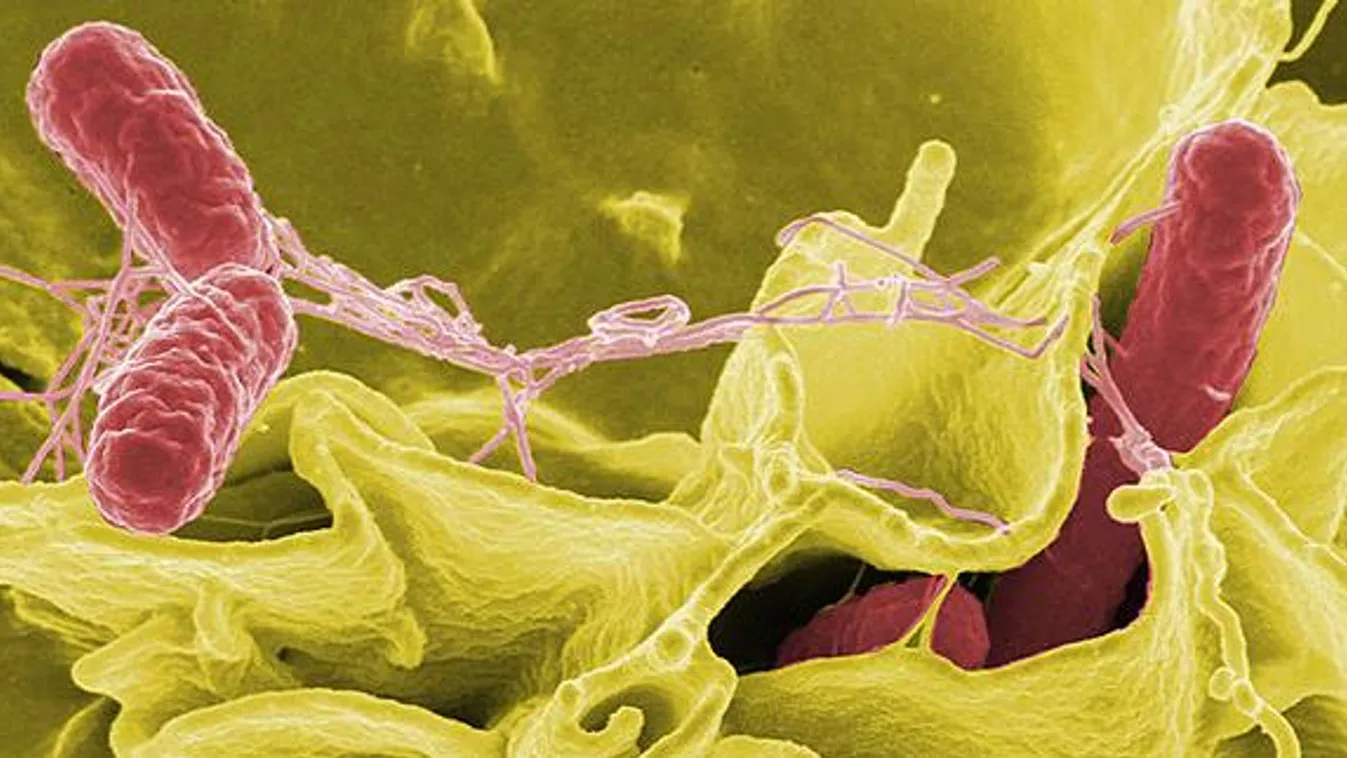bakteriofág, baktériumokhoz kapcsolódó vírus, Szalmonella 