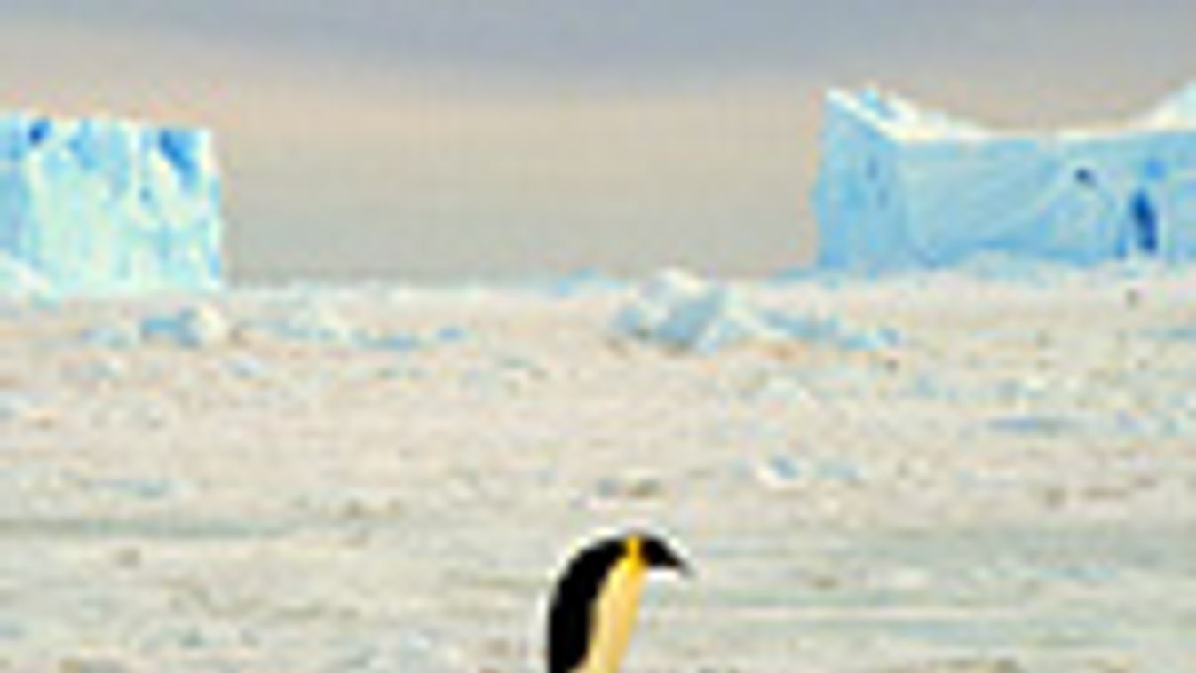 Antarktisz, jégmező, királypingvin