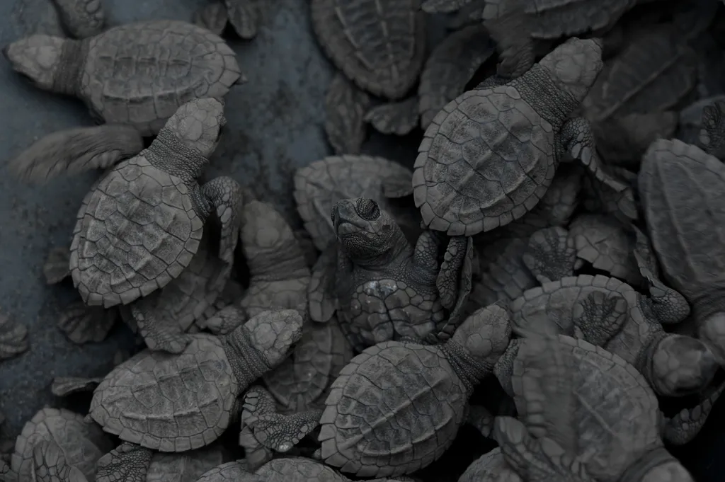 Fekete teknős, Teknősöket engedtek szabadon Guatemela tengerpartján 