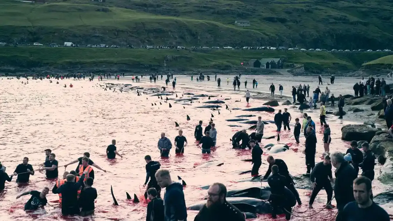 Feröer-szigetek, mészárlás 
