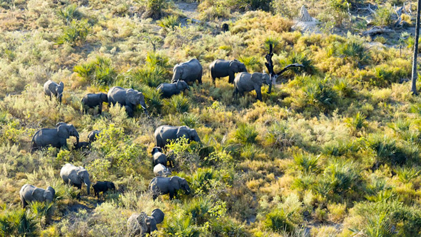 Okavango Nemzeti Park, a világ legnagyobb védett területe, elefántok, Botswana, Okavango-delta 