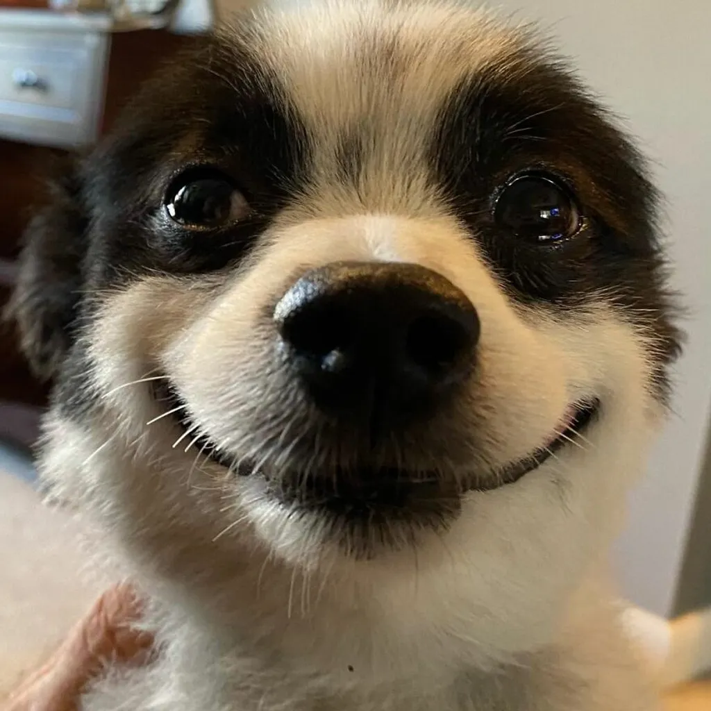Chevy, mosolygó kutya 