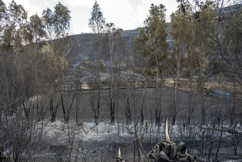 Pusztító erdőtűz Szicília weather climate fire Horizontal 