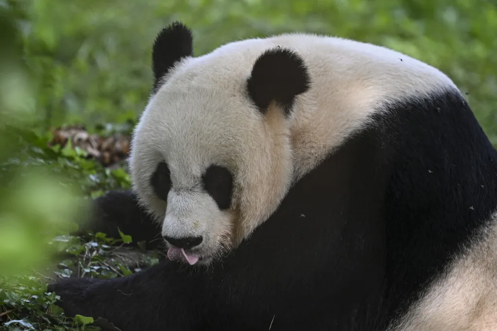 panda, óriás panda, óriás, állat, állatkert, születésnap, 25 éves, 25, WASHINGTON 