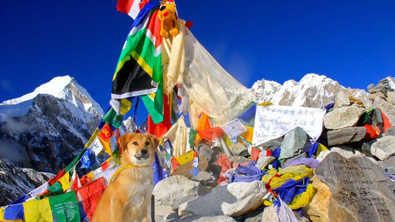 Rupee, az első kutya aki eljutott az Everestre 