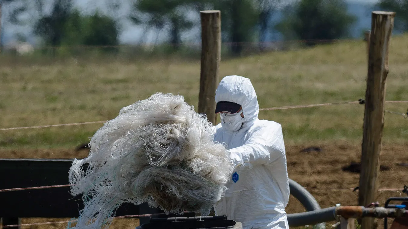 Tiszafüred lépfene anthrax 