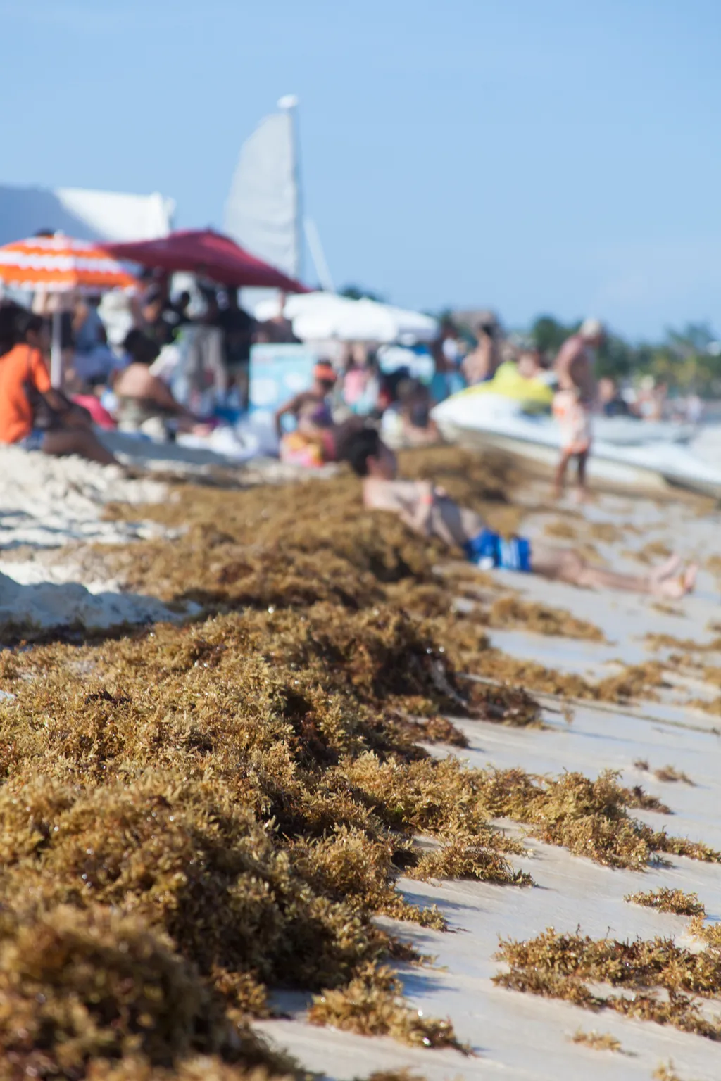Mexikó Cancún Cancun, Playa del Carmen barna alga 