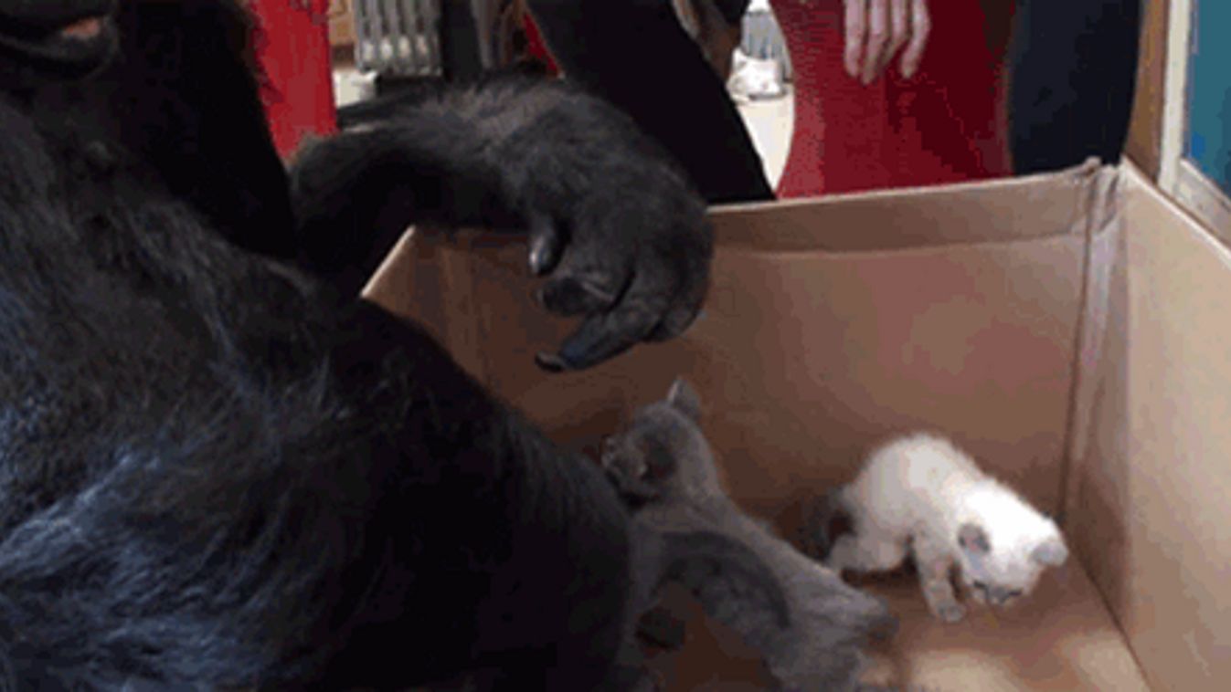 Koko & the Kittens, animGIF 