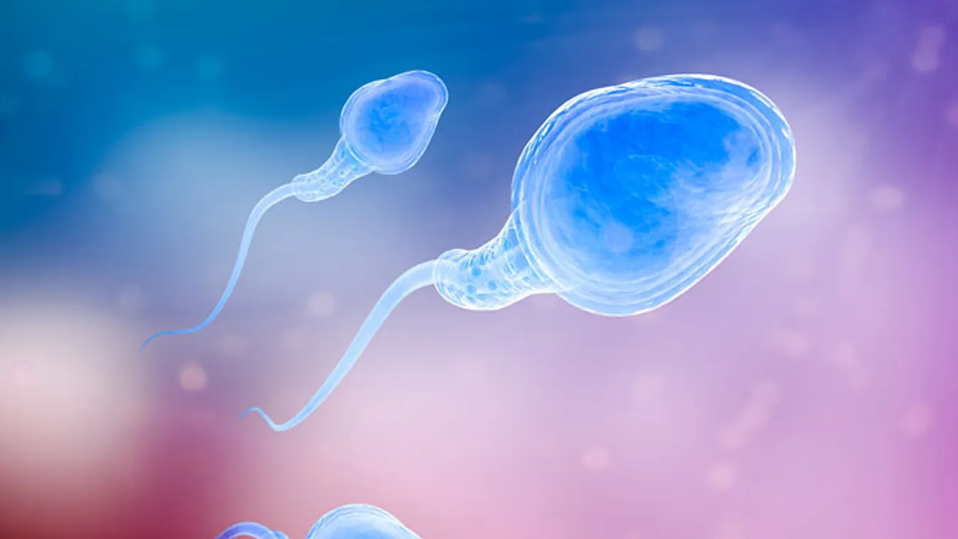 spermiumok, illusztráció