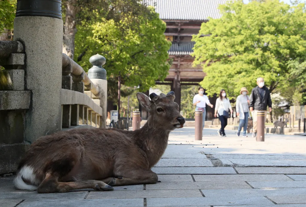 Nara Japán szikaszarvas 