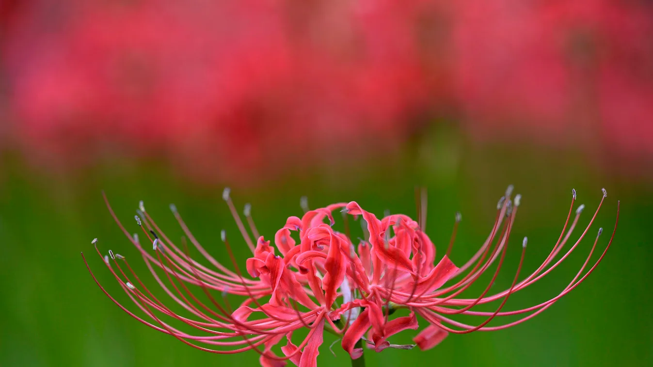 Virágzik a vörös pókliliom a Kincsakuda Parkban, a japán főváros mellett fekvő Hidakában 2014. szeptember 22-én. A japánok által higanbanának nevezett virág jelzi a nyár végét és egyúttal az ősz beköszöntét. (MTI/EPA/Franck Ro 
