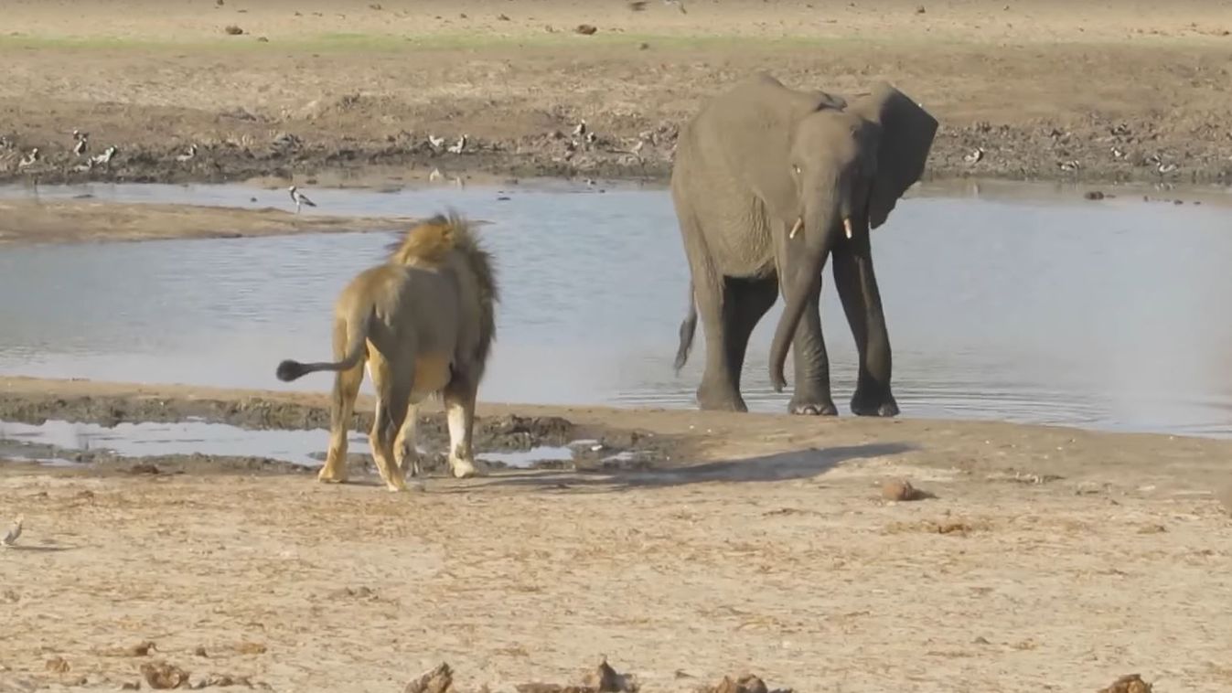 elefánt, oroszlán, Kruger Nemzeti Park 