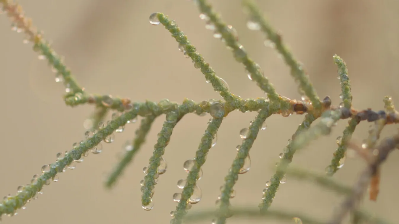 Athel tamarisk, tamariszkusz 