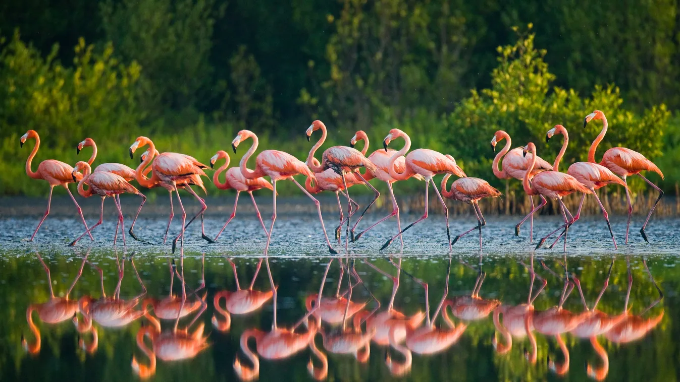 flamingó,park,madár 