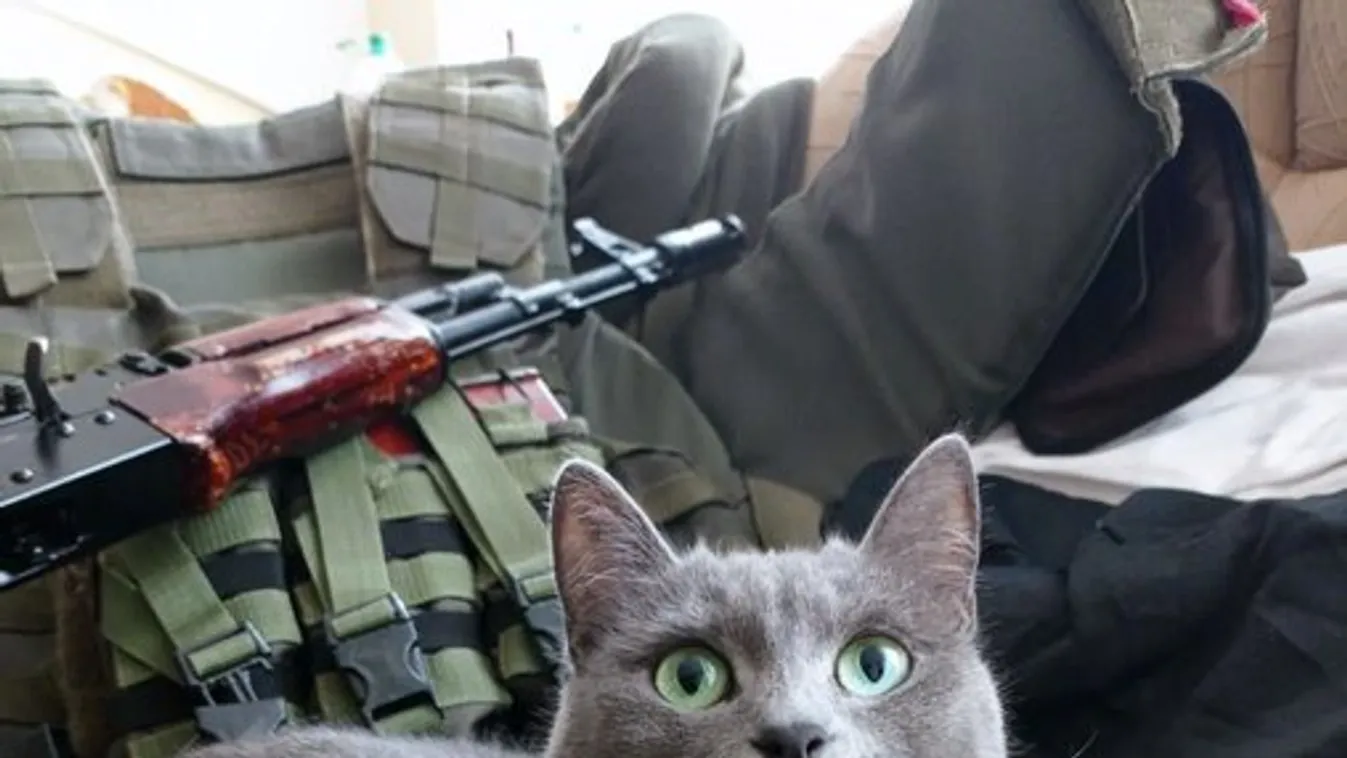 ukrán macska a hadseregben 
