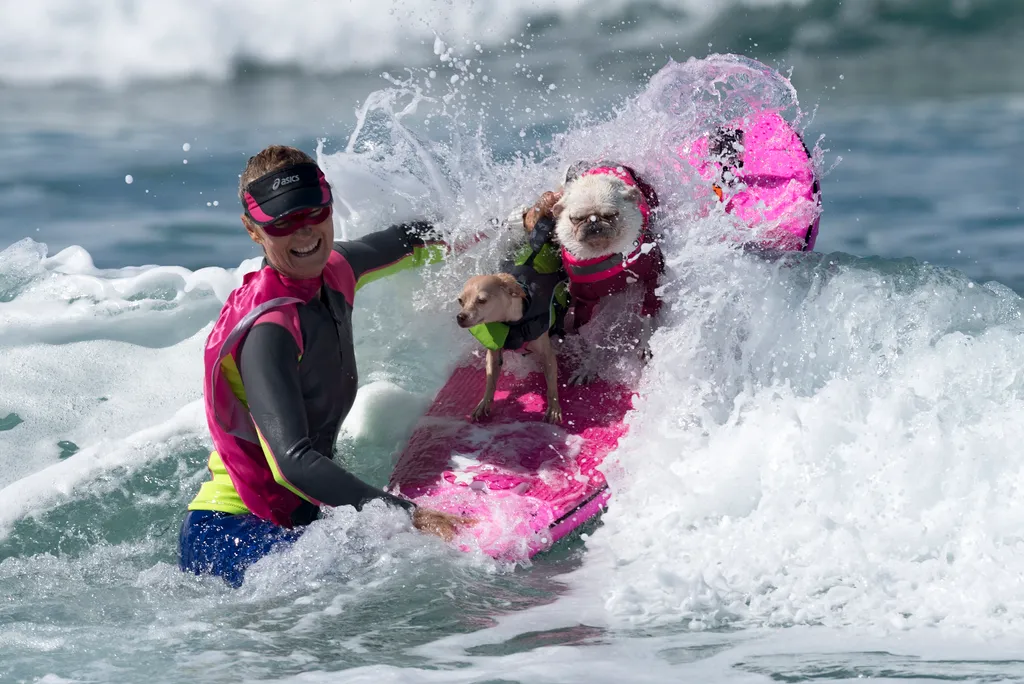 Szörföző kutyák gall Dogs compete at the 11th annual Surf Dog Surf-A-Thon Dogs animals Surf Dog Surf A Thon Del Mar California waves Horizontal OCEAN SURFING 