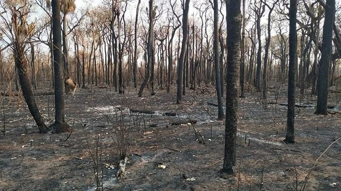 Bolívia, erdőtűz, tűz 