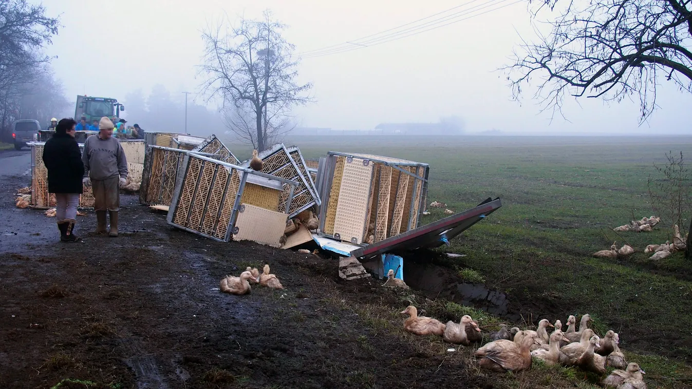 Ópusztaszer, 2015. január 22.
Baleset helyszíne Ópusztaszer közelében, a Baks felé vezető 4519-es út 27-es kilométerénél 2015. január 22-én, ahol felborult egy kacsákat szállító teherautó pótkocsija. A balesetben mintegy ezer kacsa elpusztult.
MTI Fotó: D