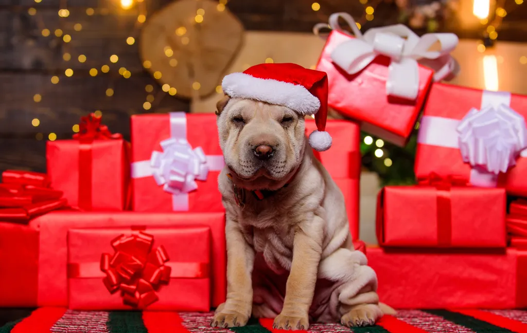 kutya karácsony ruha 
 Small,Cute,Shar,Pei,Puppy.,Puppy,In,Santa,Claus,Hat. gift,small,perfect,year,boxing day,happy,bag,merry,preparation,r 
