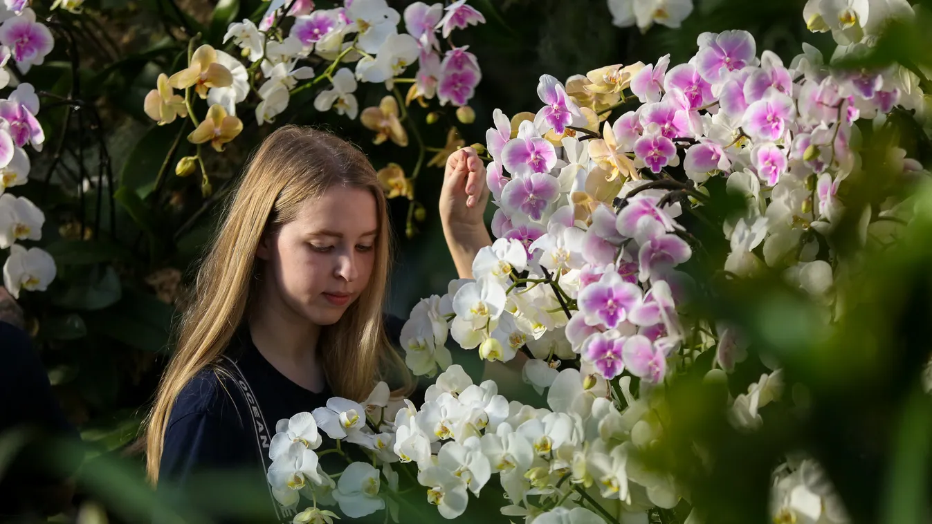 Lenyűgöző Orchidea Fesztivál, London, 2023 