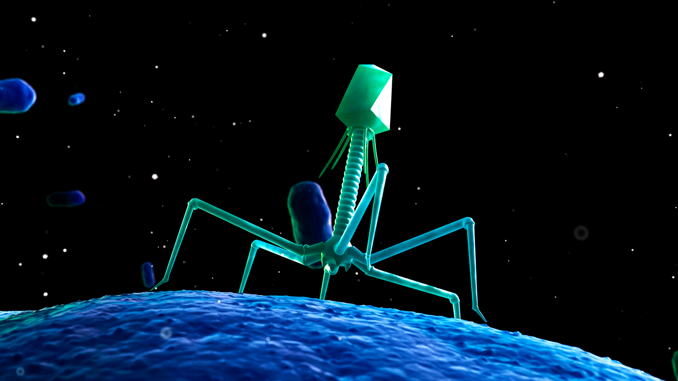 bakteriofágok (fágok) (bacteriophage, phage) segítségével végzett terápia 