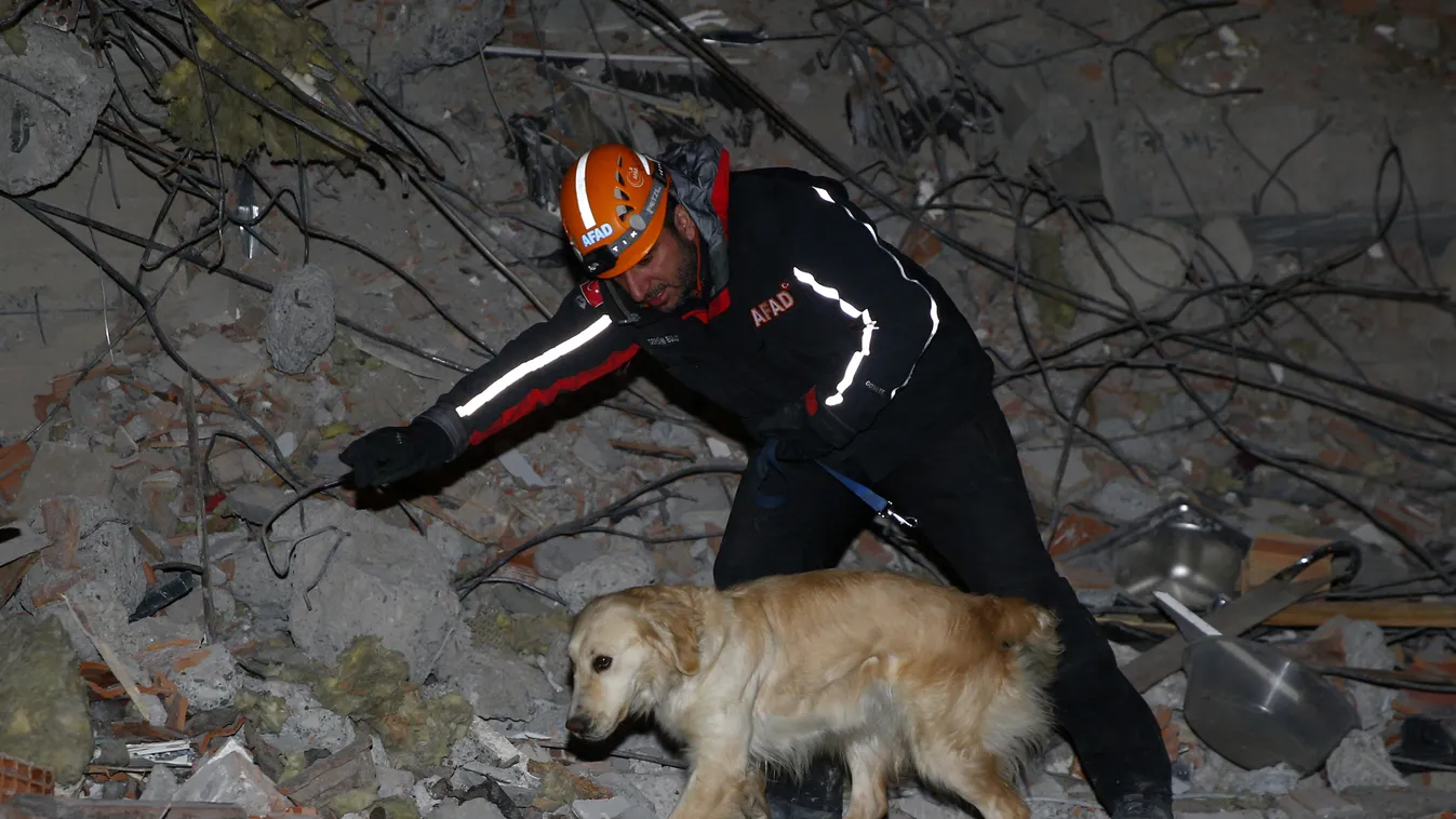 A dog named ''Kopuk'' continues search and rescue efforts in Malatya Dog,Efforts,help,injury,Kopuk,rescue,Search,stitches,Turkiye Horizontal 