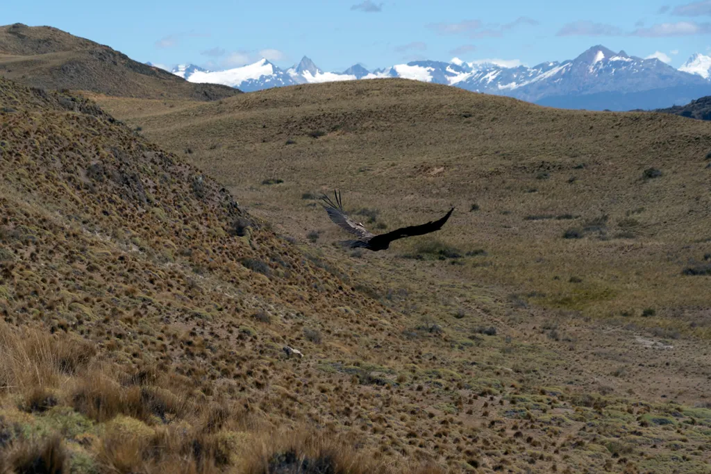 Megmentett kondorkeselyűk bontogatják szárnyaikat a chilei Andokban, galéria, 2022 