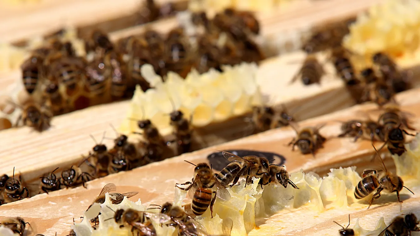 Honey harvest ECONOMY AGRICULTURE hive HONEY bees BEE
méz 