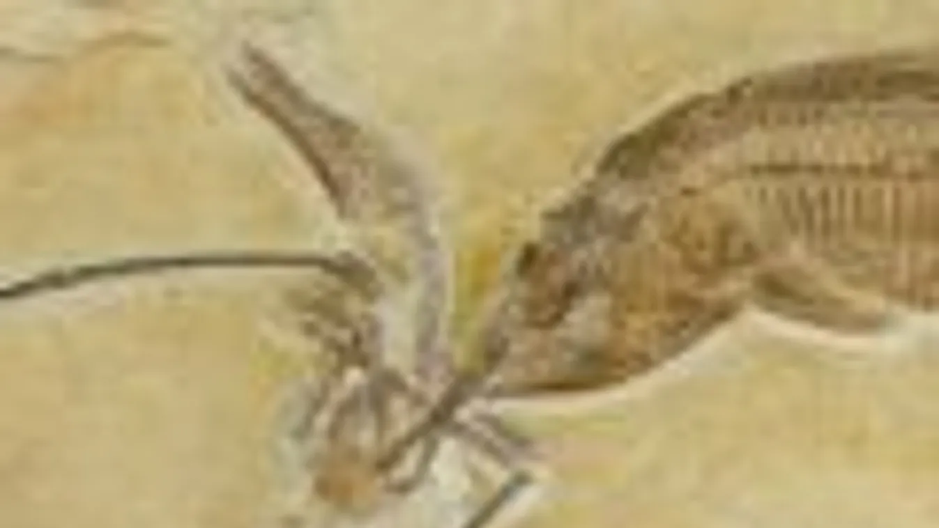 Aspidorhynchus, Rhamphorhynchus, halálos találkozás
