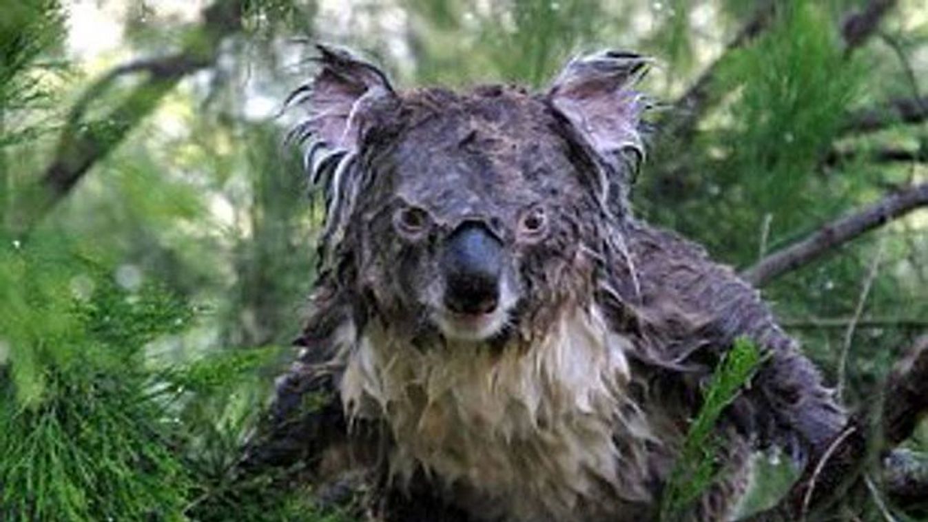 Ausztrália, koala, eső 