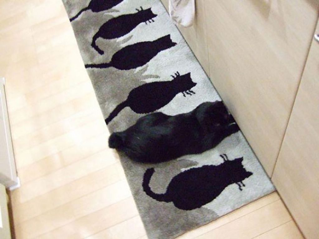 rejtőzködő macskák 
