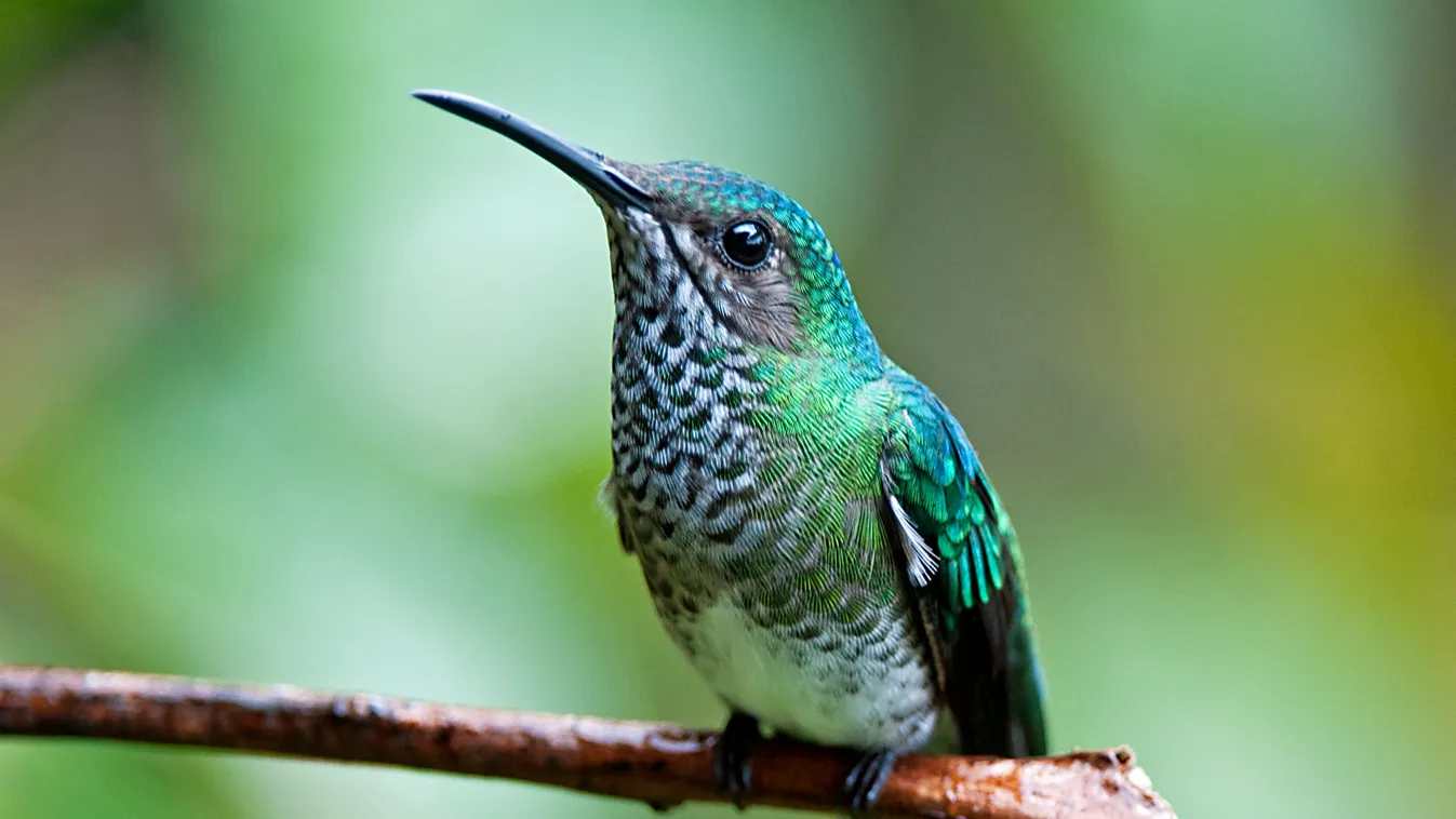 kolibri, 