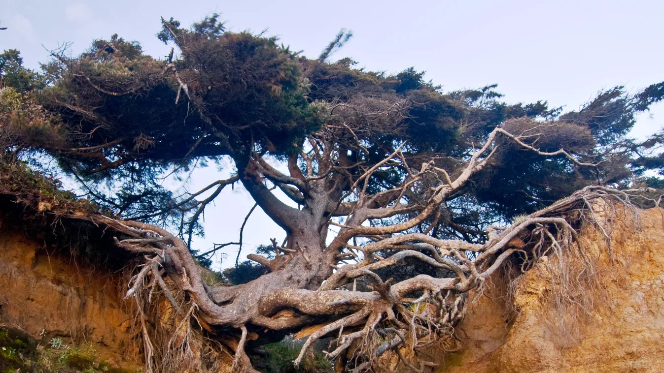 Tree of life, Tree Roots Cave, fa, Washington 