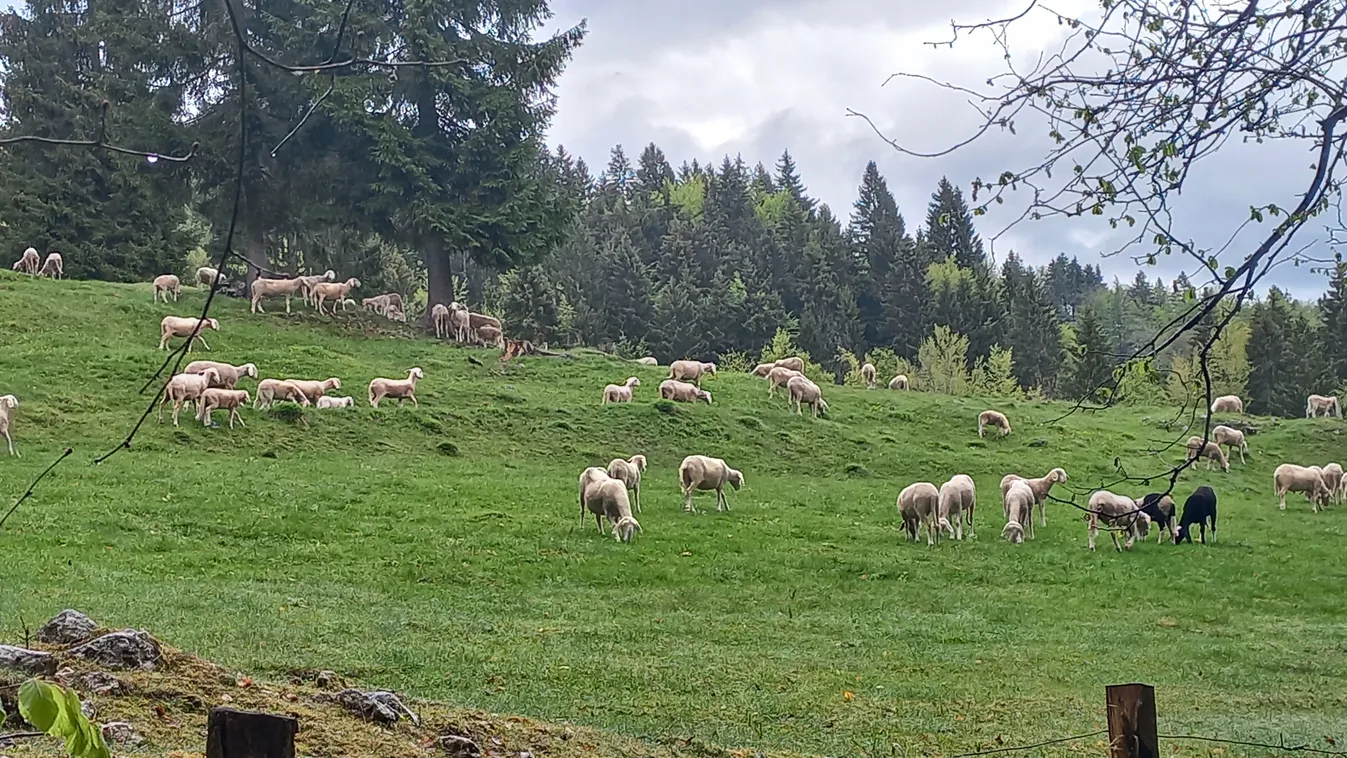 triglav nemzeti park, legelő birkák 