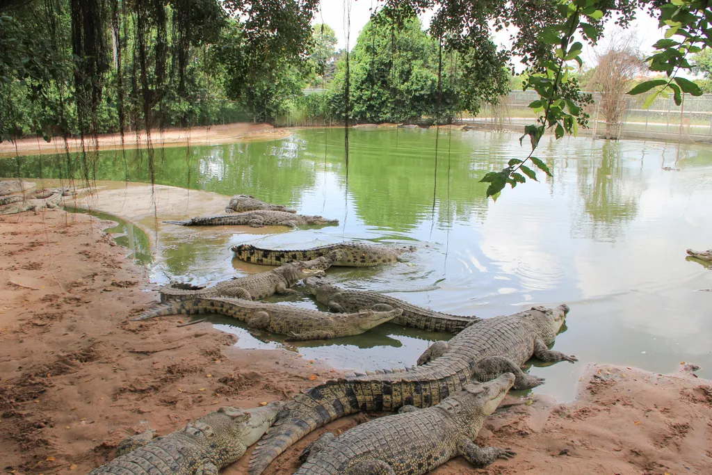 Elefánt-királyság, Chonburi, Thaiföld 